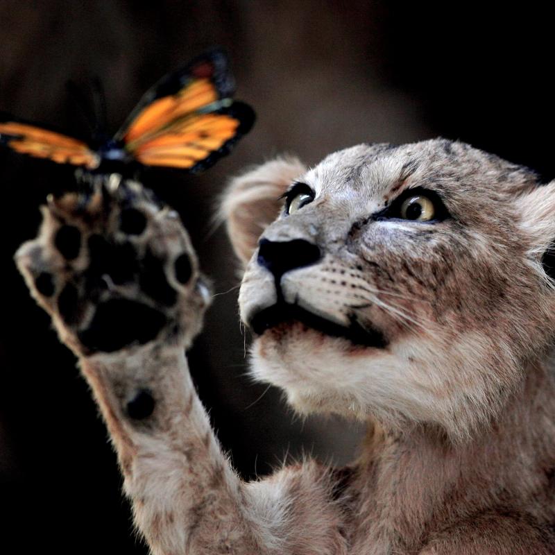 Lion cub holding a butterfly
